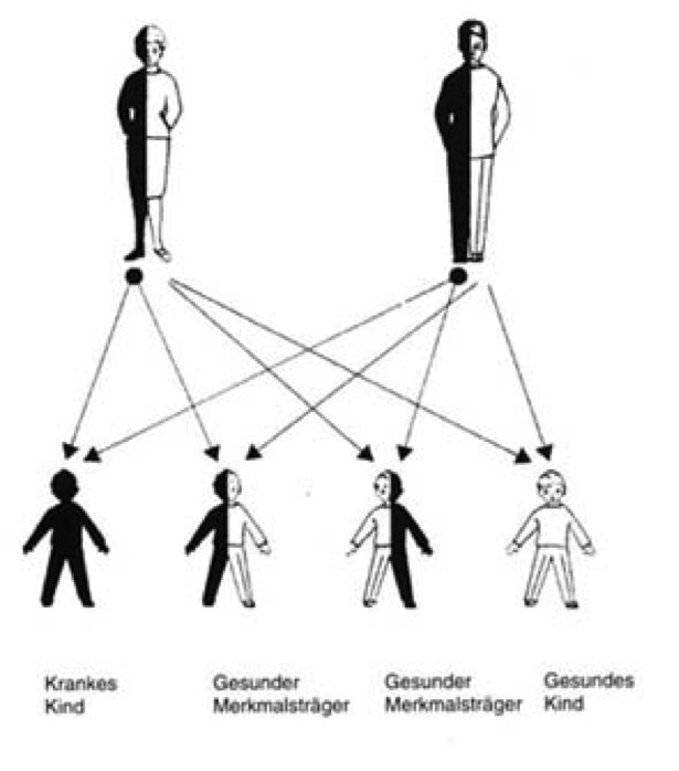 Darstellung rezessiver Vererbung von Merkmalen